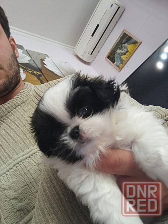 Щенята Японского Хина Девочки и Мальчик Донецк - изображение 4