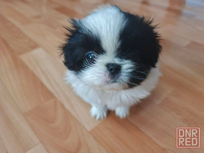 Щенята Японского Хина Девочки и Мальчик Донецк - изображение 3