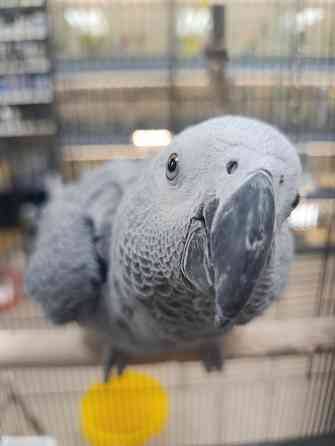 Серая птица Донецк