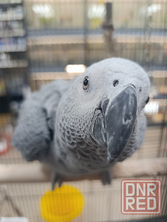 Серая птица Донецк - изображение 1