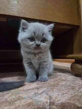 Шотладские котята. Scotish fold/straight Донецк