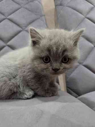 Шотладские котята. Scotish fold/straight Донецк