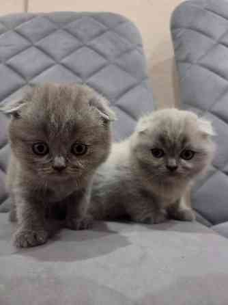 Шотладские котята. Scotish fold/straight Донецк