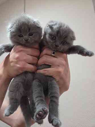 Шотладские котята. Scotish fold/straight Донецк