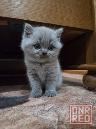 Шотладские котята. Scotish fold/straight Донецк - изображение 4