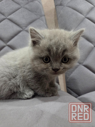 Шотладские котята. Scotish fold/straight Донецк - изображение 3