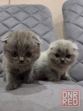 Шотладские котята. Scotish fold/straight Донецк - изображение 2