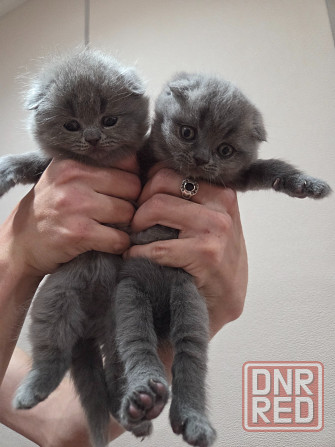 Шотладские котята. Scotish fold/straight Донецк - изображение 1