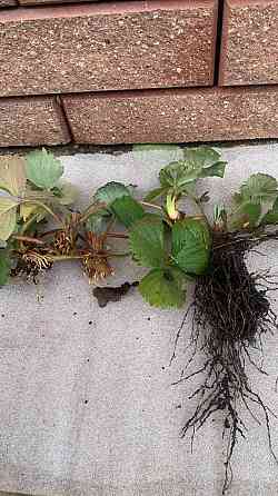 Клубника саженцы Донецк