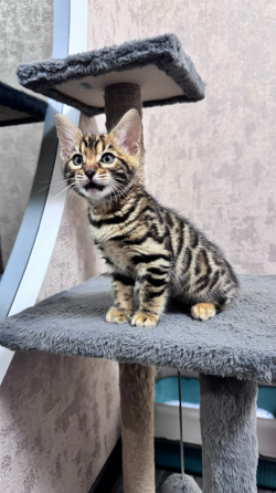 Бенгальский котенок Донецк