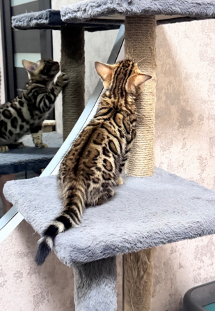 Бенгальский котенок Донецк