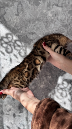 Бенгальский котенок Донецк