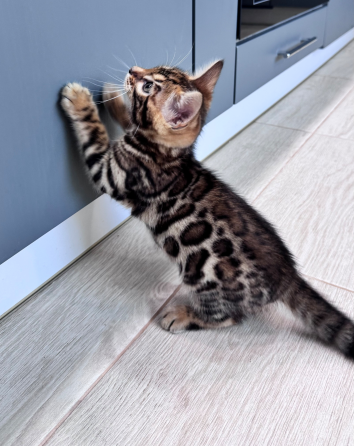 Бенгальский котенок Донецк