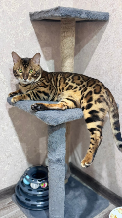 Бенгальский котенок Донецк