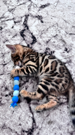 Бенгальский котенок Донецк