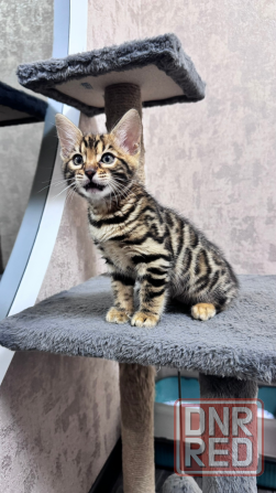 Бенгальский котенок Донецк - изображение 4