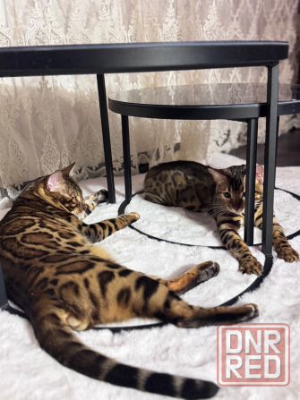 Бенгальский котенок Донецк - изображение 7