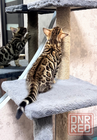 Бенгальский котенок Донецк - изображение 1