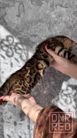 Бенгальский котенок Донецк - изображение 2