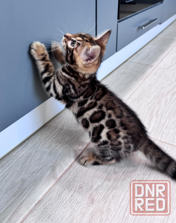 Бенгальский котенок Донецк - изображение 3