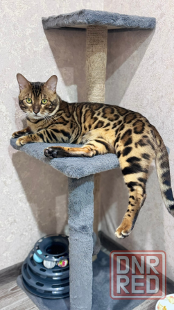 Бенгальский котенок Донецк - изображение 6