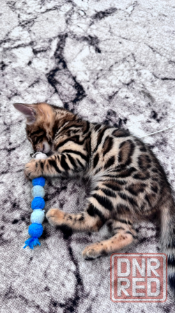 Бенгальский котенок Донецк - изображение 5