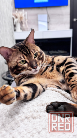 Бенгальский котенок Донецк - изображение 8