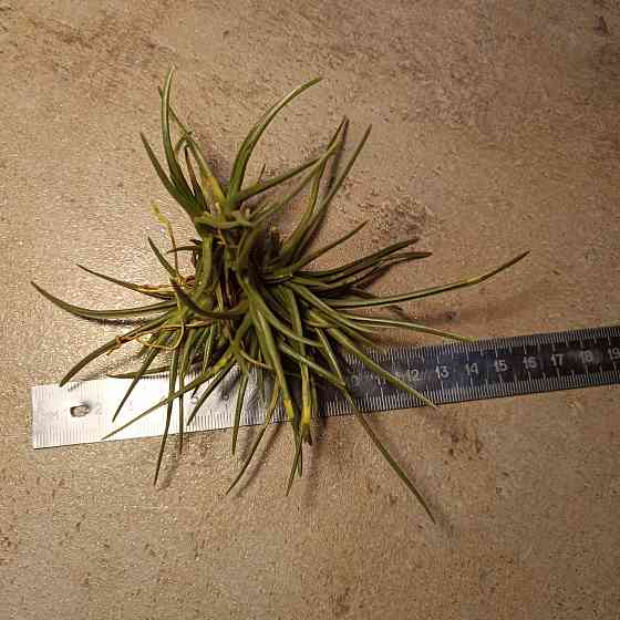 Тилландсия Альбертиана Донецк