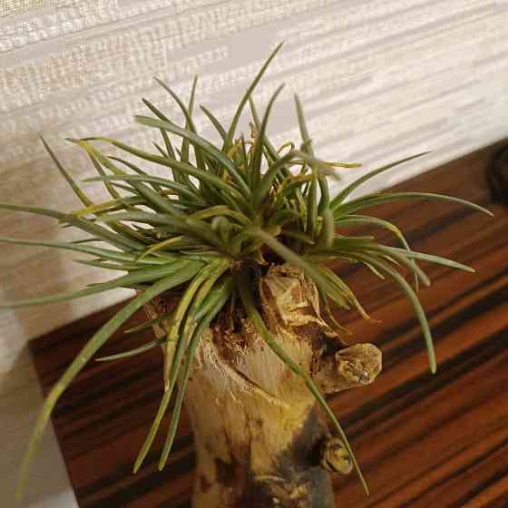 Тилландсия Альбертиана Донецк