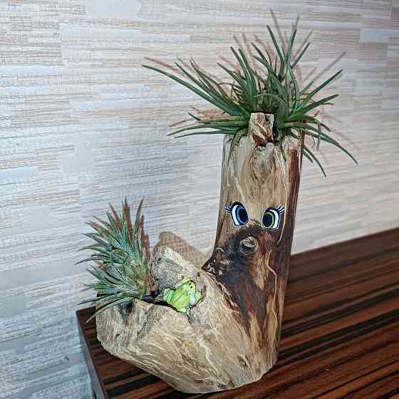 Тилландсия Альбертиана атмосферная Донецк