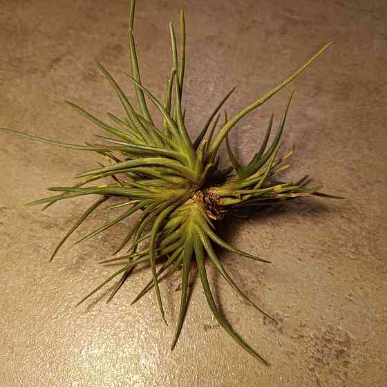 Тилландсия Альбертиана Донецк