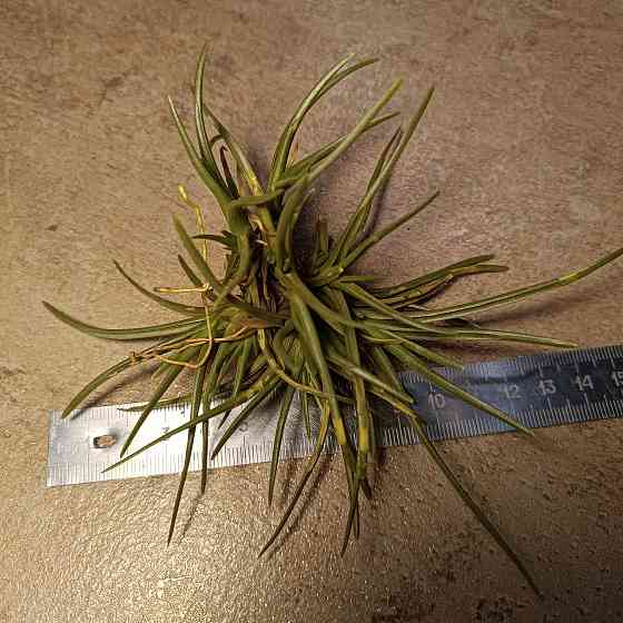 Тилландсия Альбертиана Донецк