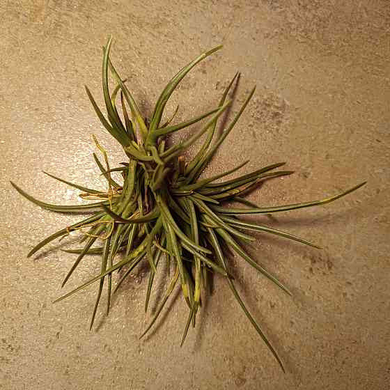 Тилландсия Альбертиана Донецк