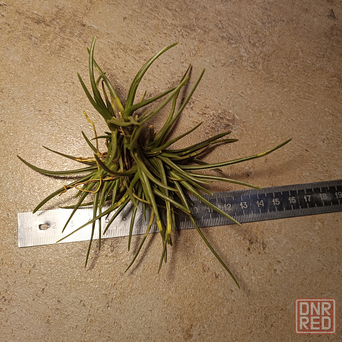 Тилландсия Альбертиана Донецк - изображение 3