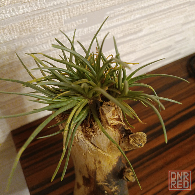 Тилландсия Альбертиана Донецк - изображение 1