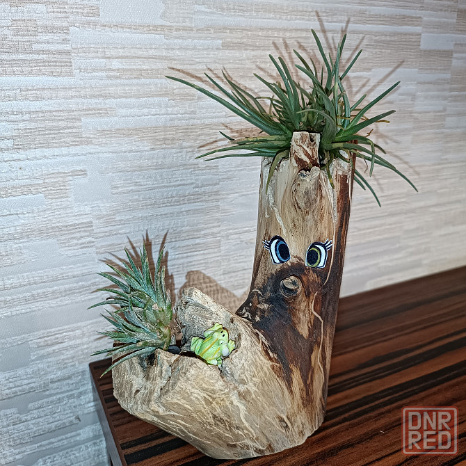 Тилландсия Альбертиана атмосферная Донецк - изображение 1