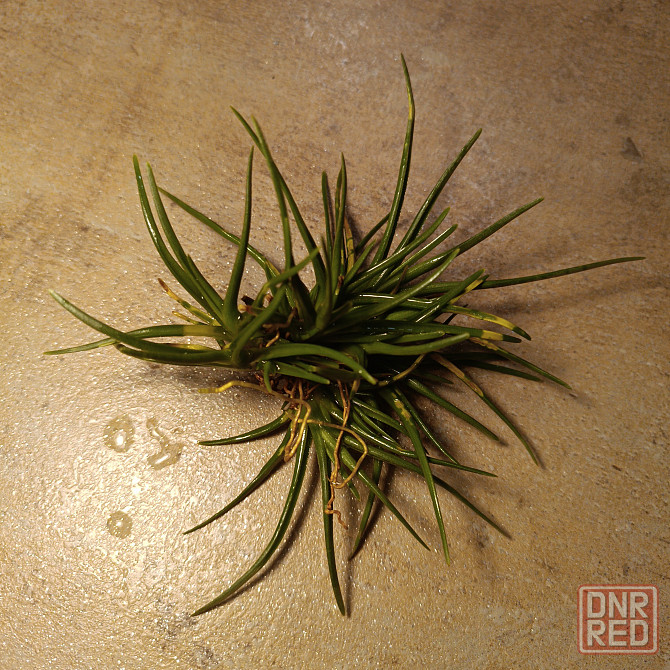 Тилландсия Альбертиана Донецк - изображение 7