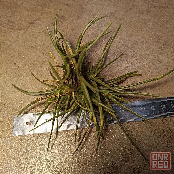 Тилландсия Альбертиана Донецк - изображение 5