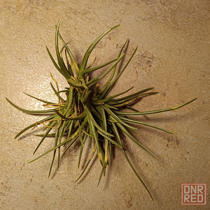 Тилландсия Альбертиана Донецк - изображение 2