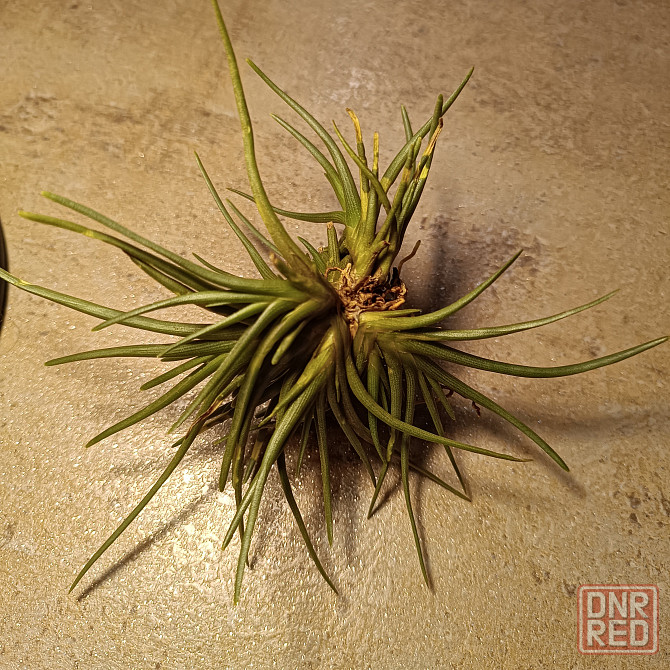 Тилландсия Альбертиана Донецк - изображение 4