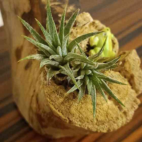 Тилландсия Ионанта Донецк