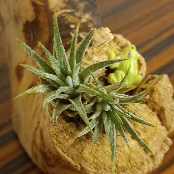 Тилландсия Ионанта Донецк