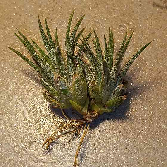 Тилландсия Ионанта Донецк