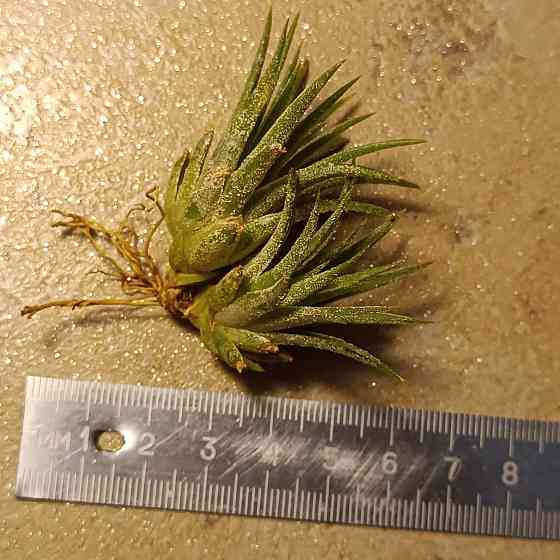 Тилландсия Ионанта Донецк