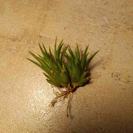 Тилландсия Ионанта Донецк