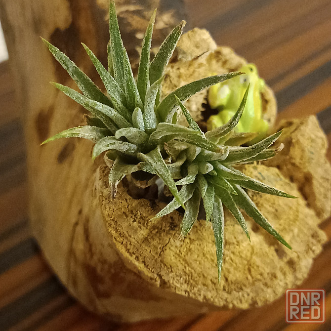 Тилландсия Ионанта Донецк - изображение 1