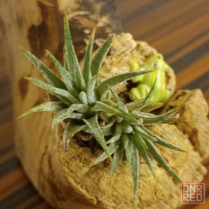 Тилландсия Ионанта Донецк - изображение 2