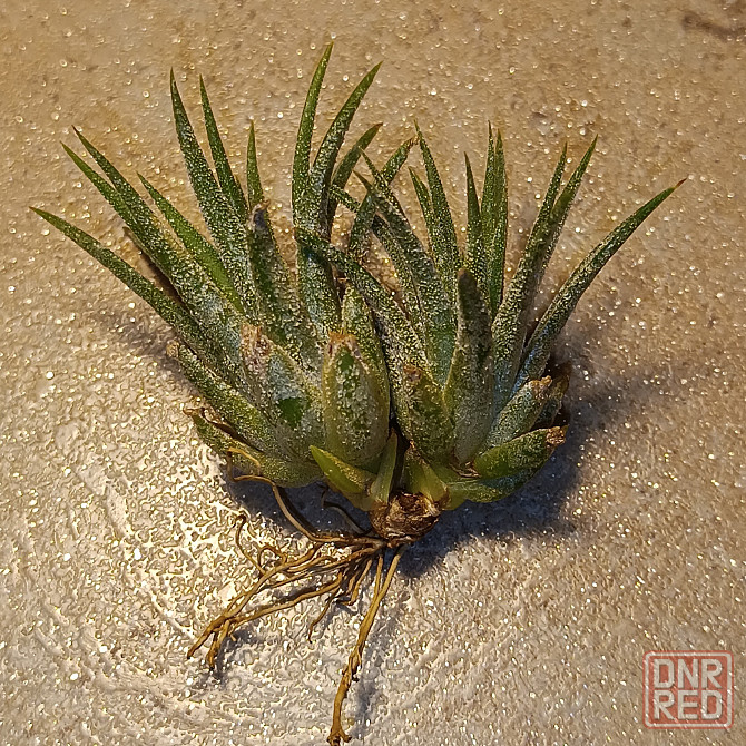 Тилландсия Ионанта Донецк - изображение 4