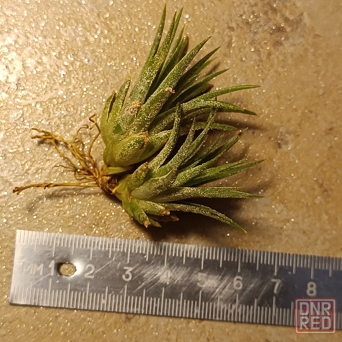 Тилландсия Ионанта Донецк - изображение 3