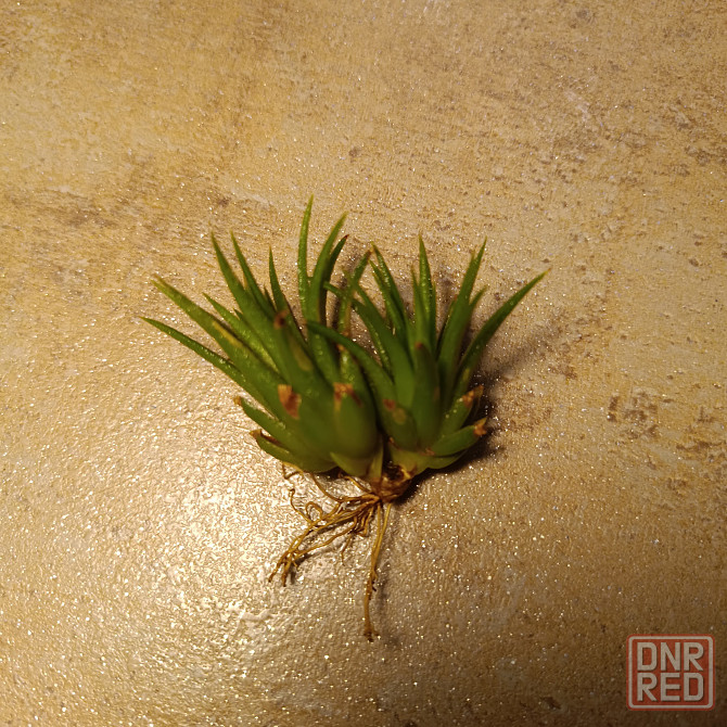 Тилландсия Ионанта Донецк - изображение 5